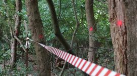 Stippen op de bomen in het Hilkensbergse Bos
