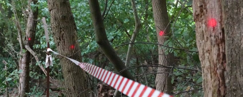 Stippen op de bomen in het Hilkensbergse Bos
