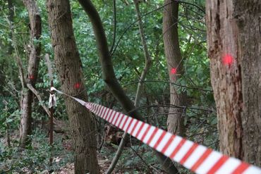 Stippen op de bomen in het Hilkensbergse Bos