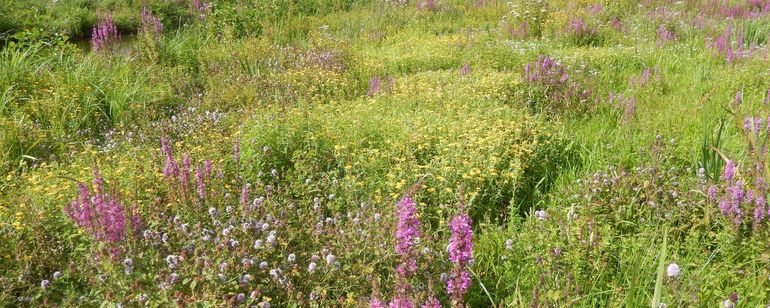 Bloemrijk grasland is essentieel voor veel biodiversiteit