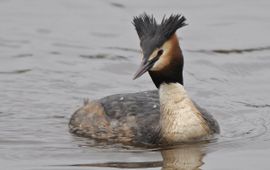 Ab H Baas, Saxifraga Podiceps cristatus. Fuut