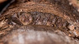 Mopsvleermuizen onder bast