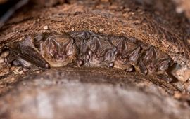 Mopsvleermuizen onder bast