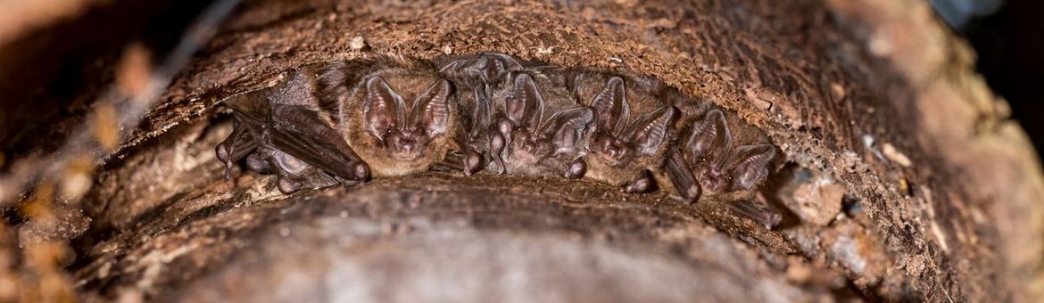 Mopsvleermuizen onder bast