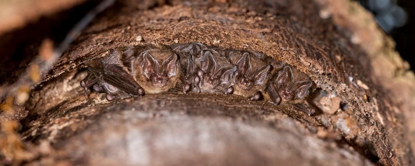 Mopsvleermuizen onder bast