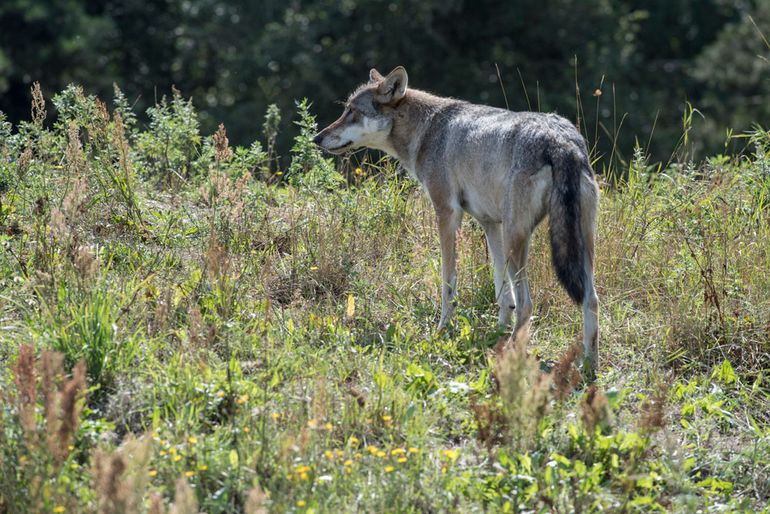 Wanneer is een wolf een probleemwolf?