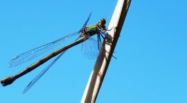 houtpantserjuffer tegen de lucht - primair