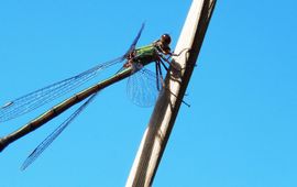 Kars Veling houtpantserjuffer tegen de lucht - primair