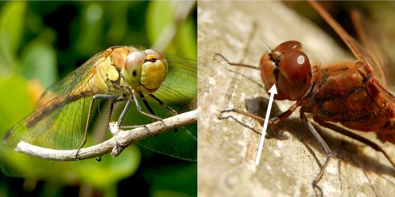 Bruinrode heidelibel (links), zonder en steenrode heidelibel (rechts) met een duidelijke hangsnor