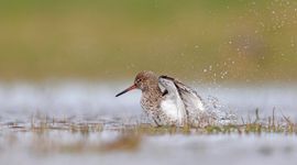 Tureluur op plasdras weiland Marken