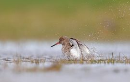 Tureluur op plasdras weiland Marken