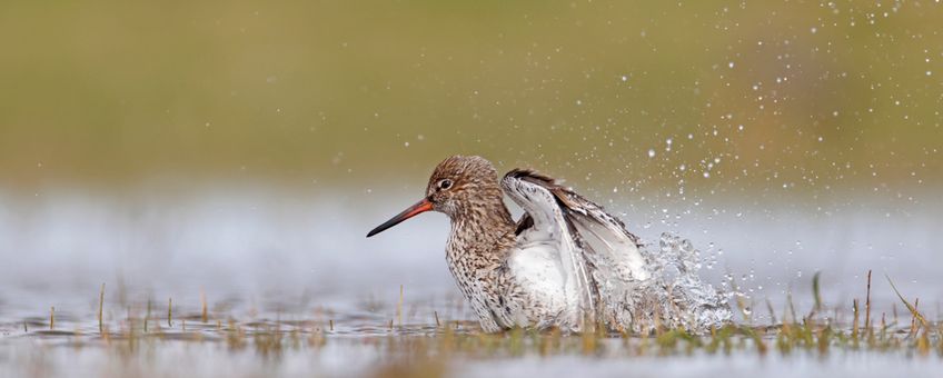 Tureluur op plasdras weiland Marken