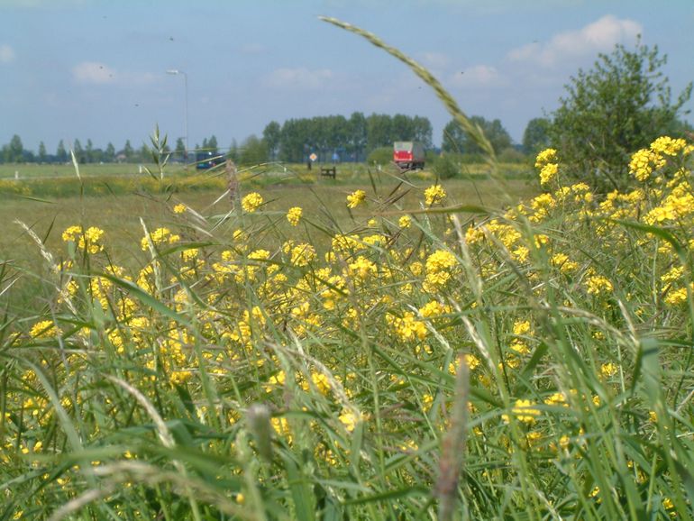 Een ruige wegberm met uitbundig bloeiend Raapzaad