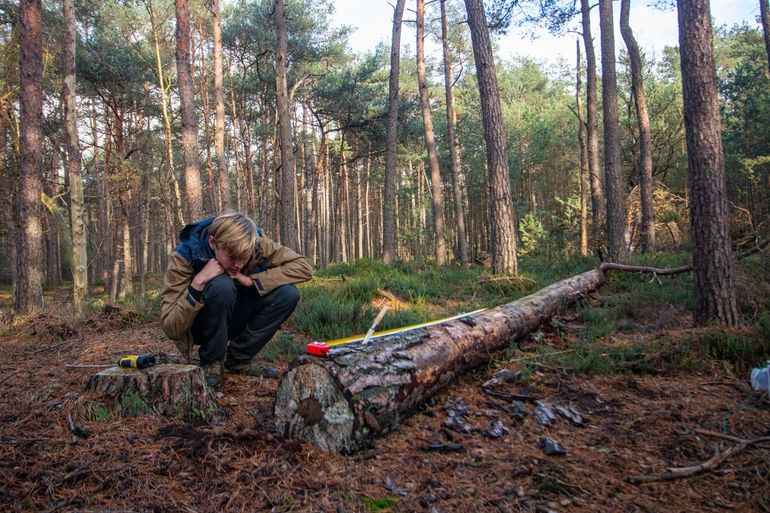 Een gevelde boom wordt onderzocht op uitsluipgaten