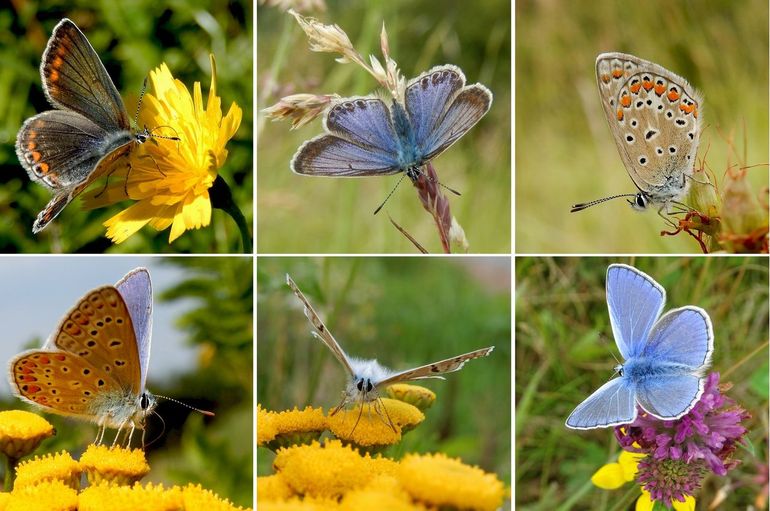 Icarusblauwtjes: boven vrouwtjes, onder mannetjes