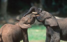 Martin Harvey, WWF Bosolifanten