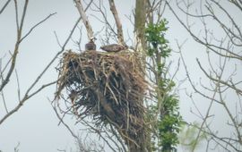 Visarend nest (eenmalig gebruik)