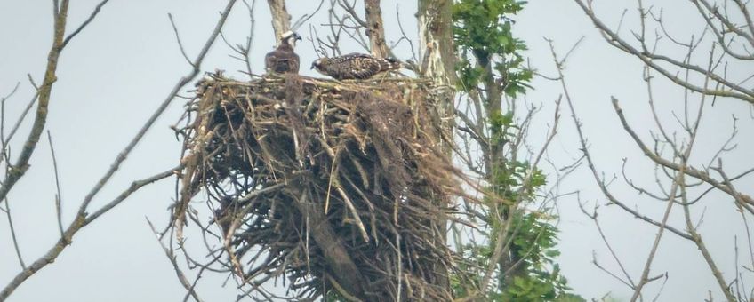 Visarend nest (eenmalig gebruik)