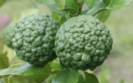 Archief Hortus botanicus Leiden Djeruk purut (Citrus hystrix) in het boekje 7 Smaken uit de Hortus botanicus Leiden