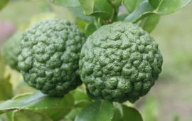 Djeruk purut (Citrus hystrix) in het boekje 7 Smaken uit de Hortus botanicus Leiden