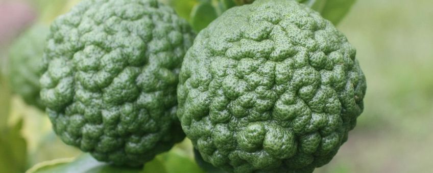 Djeruk purut (Citrus hystrix) in het boekje 7 Smaken uit de Hortus botanicus Leiden