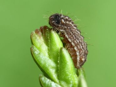 De rups van heideblauwtje