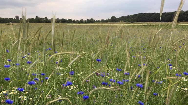 Bloeiende akkerplanten op Landgoed Haarzuilens