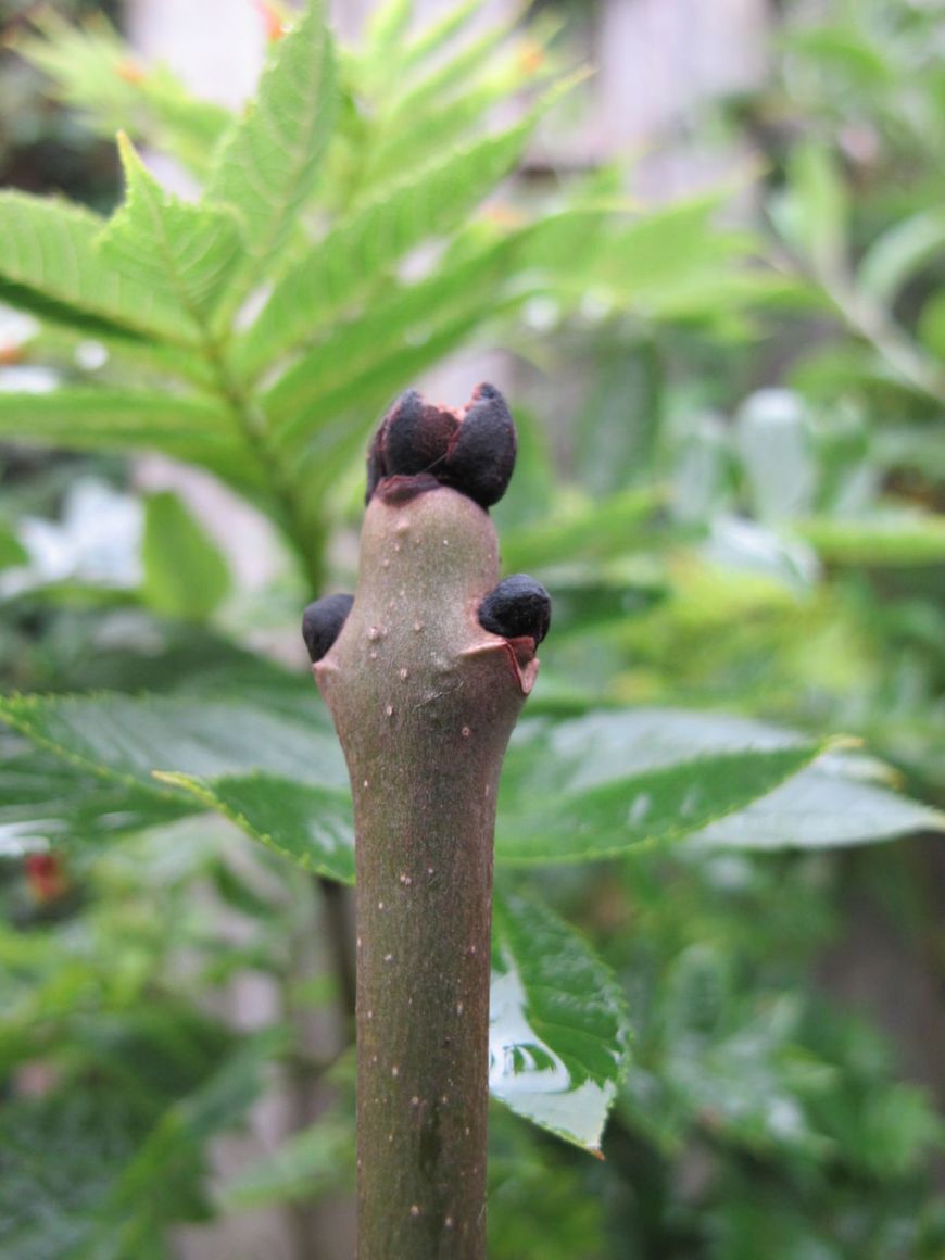 Fraxinus excelsior es knop