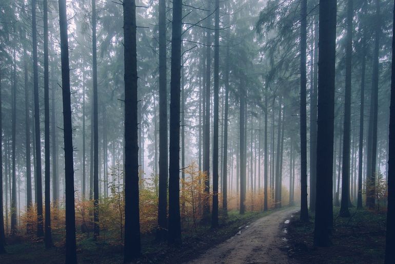 Stilte in het bos