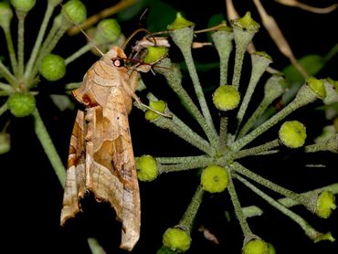 Agaatvlinder is een algemene soort die regelmatig in de tuin te zien is