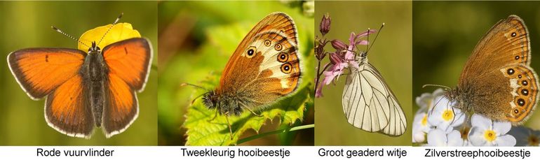 Nog een aantal in juni actieve vlinders