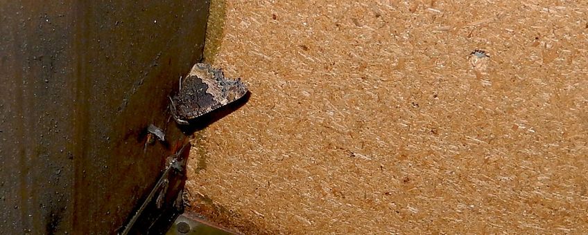 kleine vos overwinterend primair