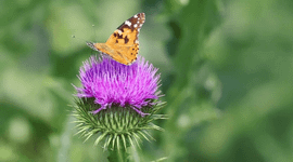 Kleine vos vlinder op distel