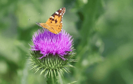 Kleine vos vlinder op distel
