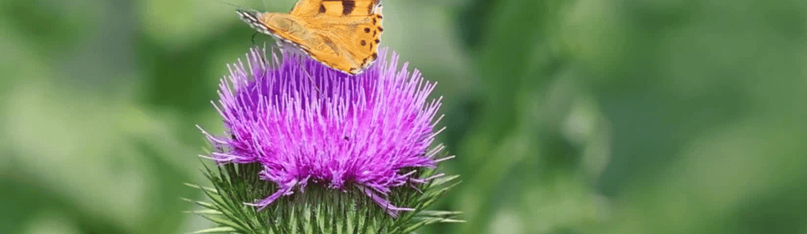 Kleine vos vlinder op distel
