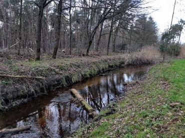 Snelle loop bij Milheeze waar inbrengen van dood hout leidt tot meer variatie in stroming en bodemsamenstelling en daarmee tot meer variatie in habitat voor zoetwaterdieren