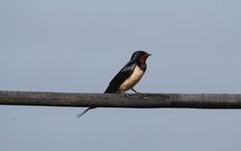 Hirundo rustica. Boerenzwaluw