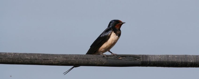 Hirundo rustica. Boerenzwaluw