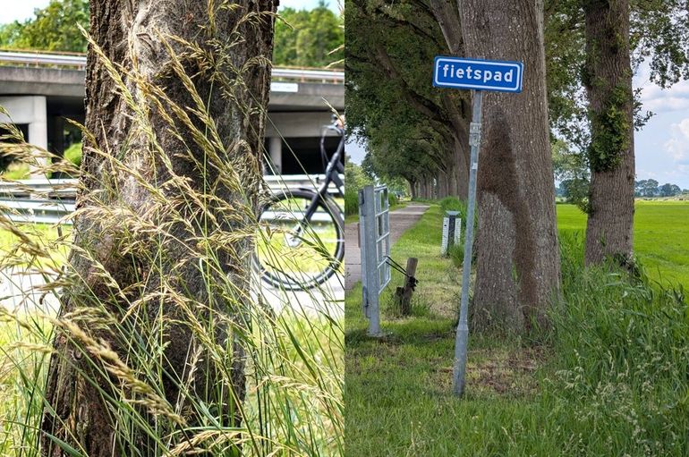 Eikenprocessierupsen langs het fietspad