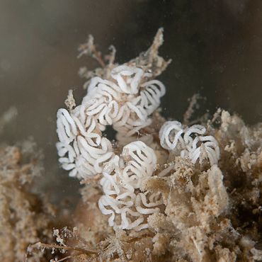 De typerende eiersnoeren van de slanke waaierslak in de Oosterschelde