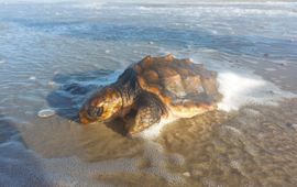 Ecomare Gestrande dikkopschildpad Texel 24 januari 2024