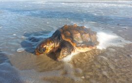 Gestrande dikkopschildpad Texel 24 januari 2024