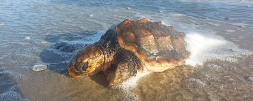 Gestrande dikkopschildpad Texel 24 januari 2024