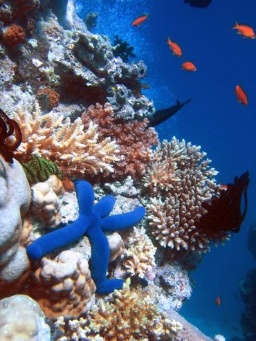 Coral reef with blue linckia starfish