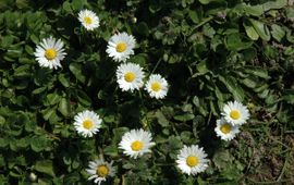 Jan van der Straaten, Saxifraga madeliefje