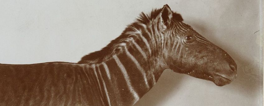 Kop van de laatste quagga, opgezet in het Zoölogisch Museum van ARTIS