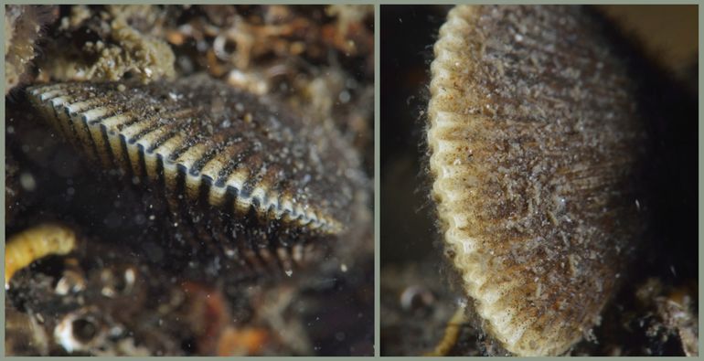 Op deze detailfoto's is duidelijk te zien hoe sterk de ribstructuur op de 'traliemosseltjes' is. Noordzeekanaal, oktober 2018