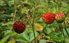 Fragaria vesca, (kleine) bosaardbei