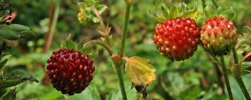 Fragaria vesca, (kleine) bosaardbei
