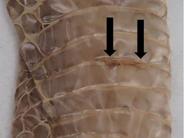 Littekens op vervellingshuid van ringslang